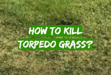 How to Kill Torpedo Grass?