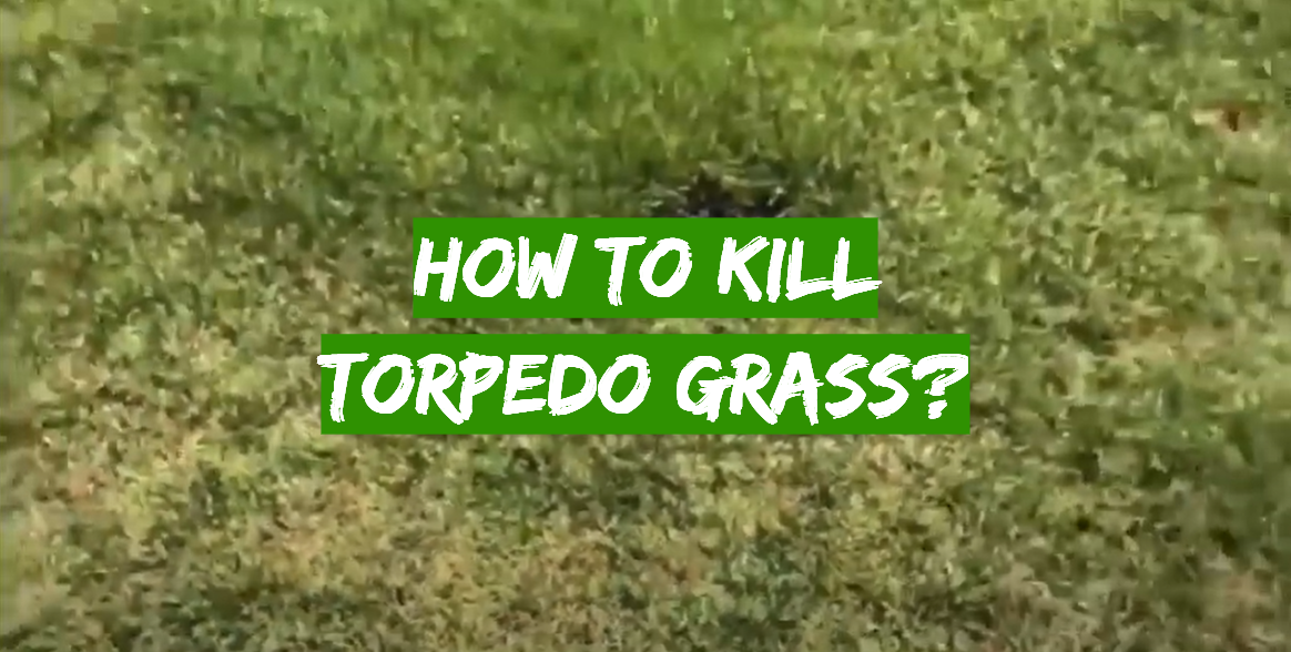 How to Kill Torpedo Grass?