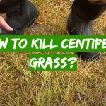 How to Kill Centipede Grass?