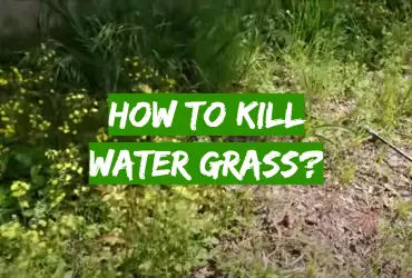 How to Kill Water Grass?