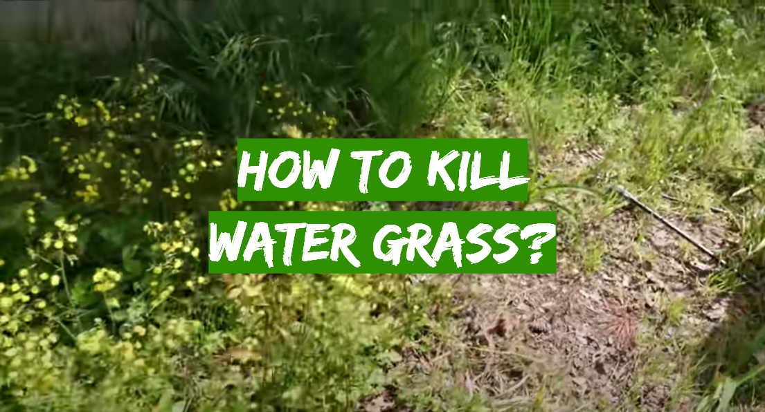 How to Kill Water Grass?