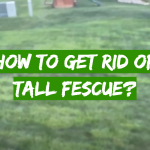 How to Get Rid of Tall Fescue?