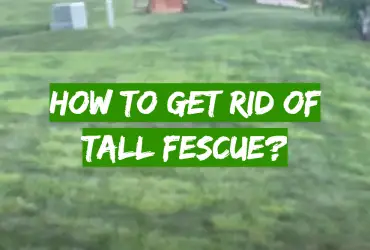 How to Get Rid of Tall Fescue?