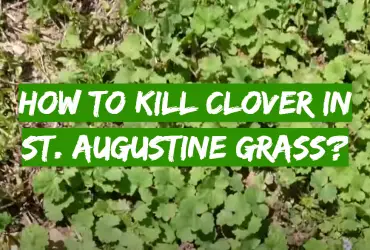 How to Kill Clover in St. Augustine Grass?