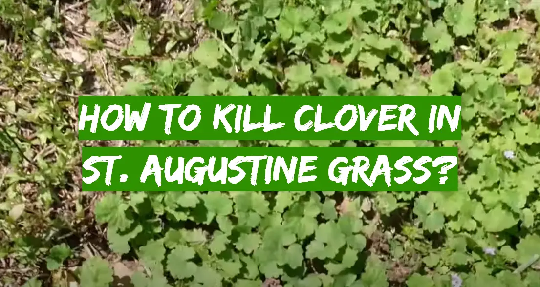 How to Kill Clover in St. Augustine Grass?