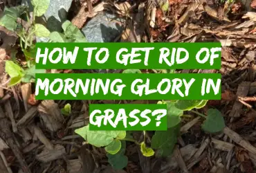 How to Get Rid of Morning Glory in Grass?