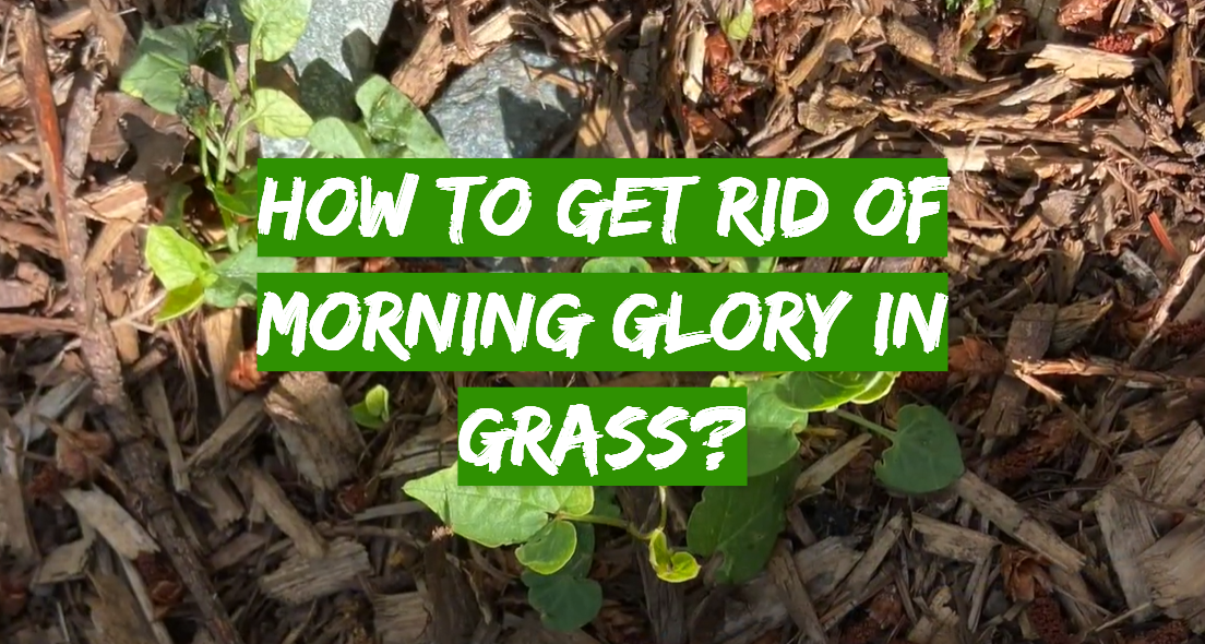 How to Get Rid of Morning Glory in Grass?