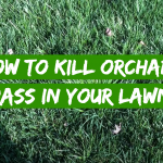 How to Kill Orchard Grass in Your Lawn?