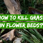 How to Kill Grass in Flower Beds?