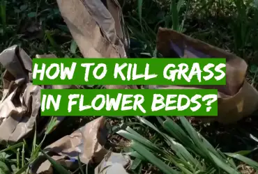 How to Kill Grass in Flower Beds?