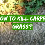 How to Kill Carpet Grass?