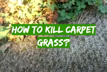 How to Kill Carpet Grass?