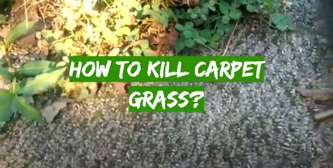 How to Kill Carpet Grass? - Grass Killer
