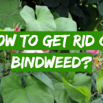 How to Get Rid of Bindweed?