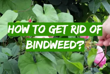 How to Get Rid of Bindweed?