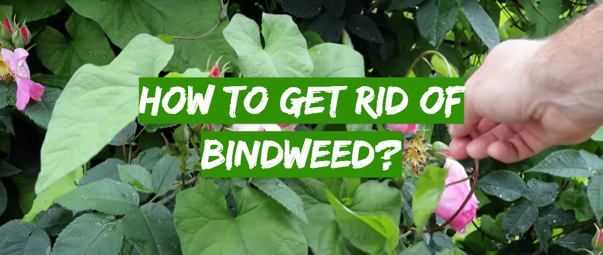 How to Get Rid of Bindweed?