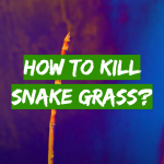 How to Kill Snake Grass?