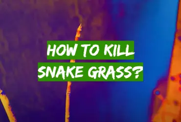 How to Kill Snake Grass?