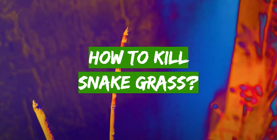 How to Kill Snake Grass?