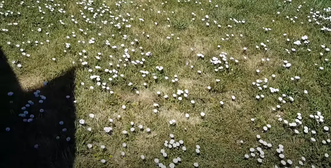 How to Get Rid of Morning Glory in Grass? Grass Killer