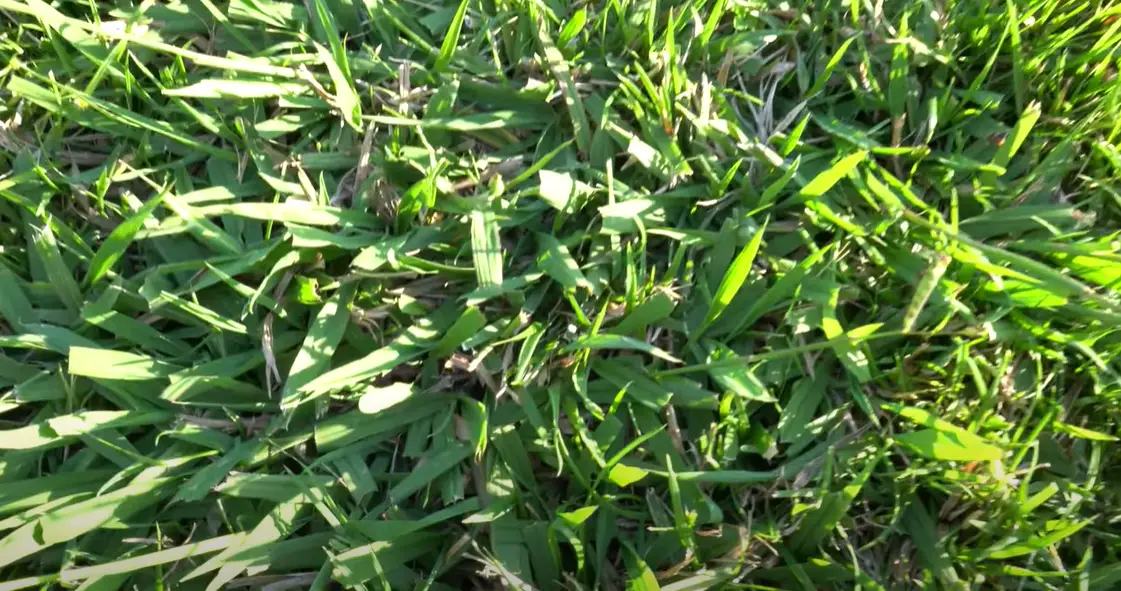 How to Kill Orchard Grass in Your Lawn? Grass Killer