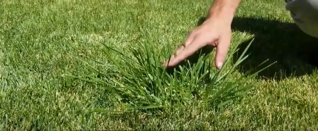 How to Get Rid of Tall Fescue