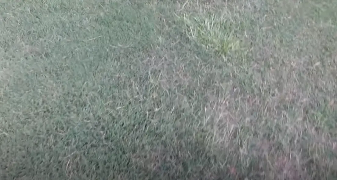 How to Kill Carpet Grass? Grass Killer