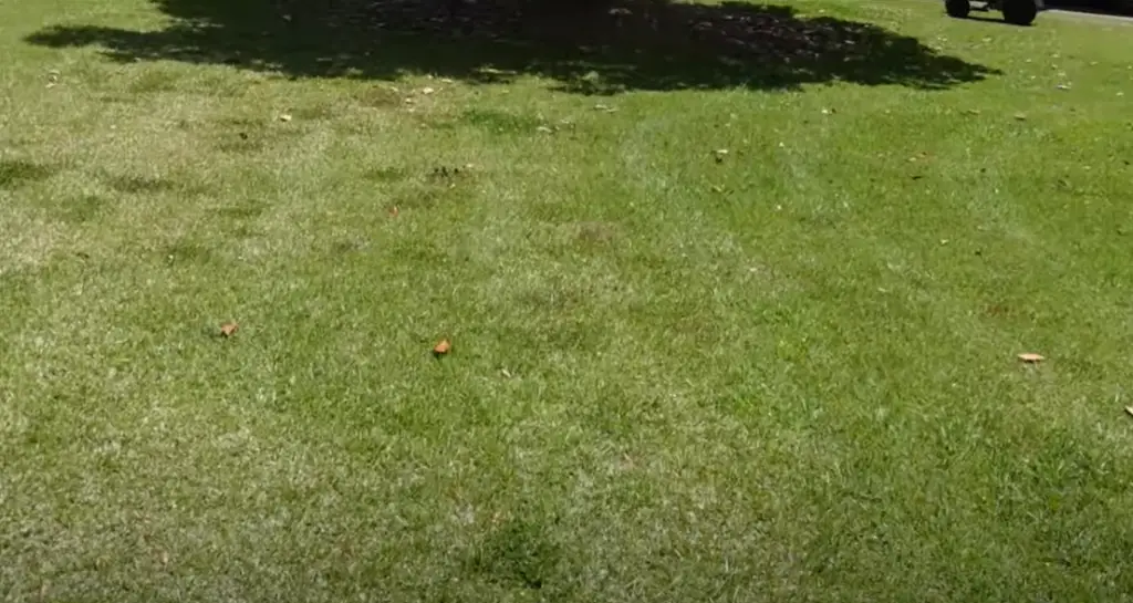 Kill Clovers in St. Augustine Grass