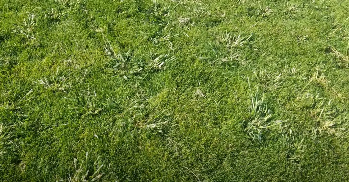 How to Kill Orchard Grass in Your Lawn? Grass Killer