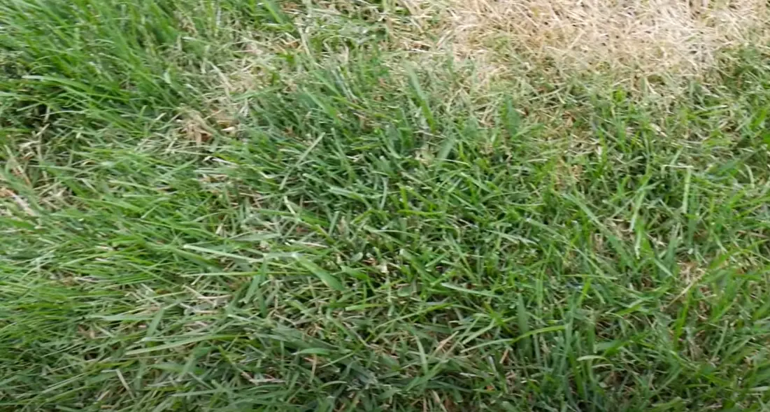 How to Get Rid of Tall Fescue? - Grass Killer