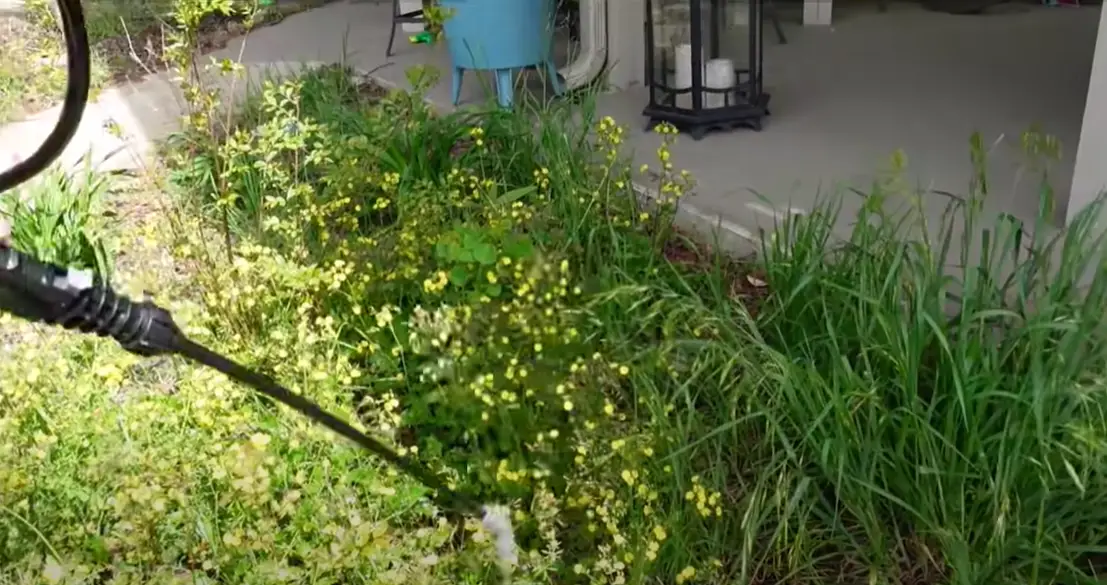 How to Kill Water Grass? - Grass Killer