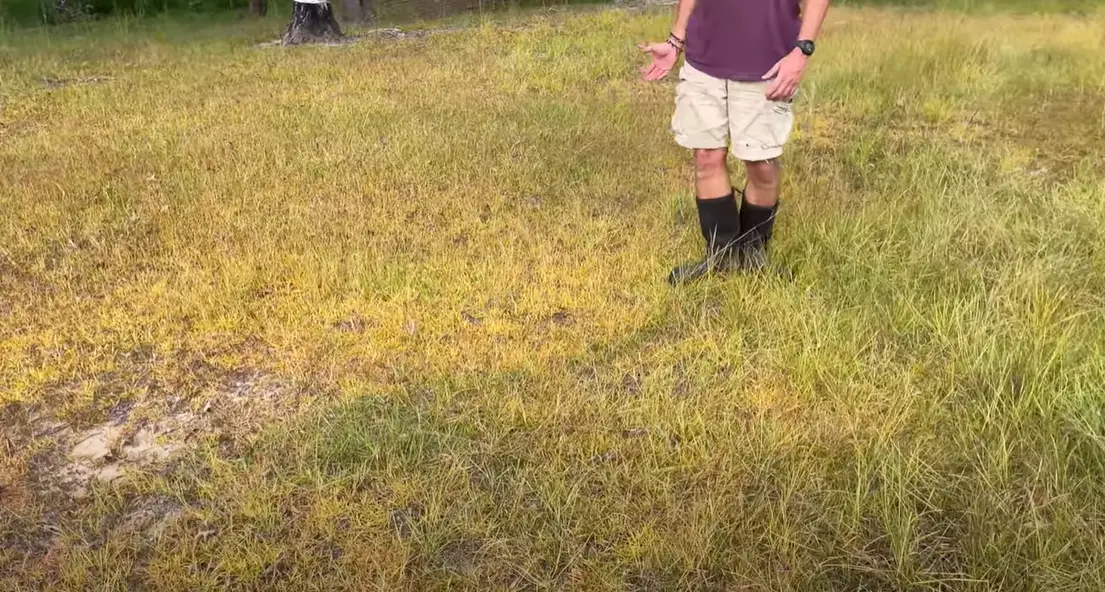 How to Kill Centipede Grass? Grass Killer