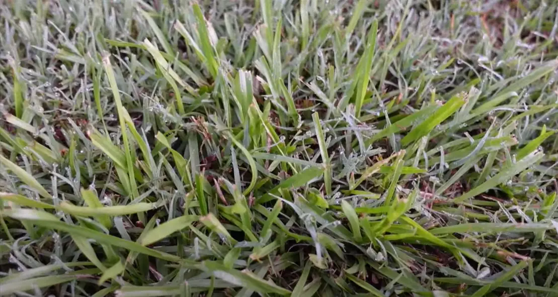 How to Kill Carpet Grass? Grass Killer