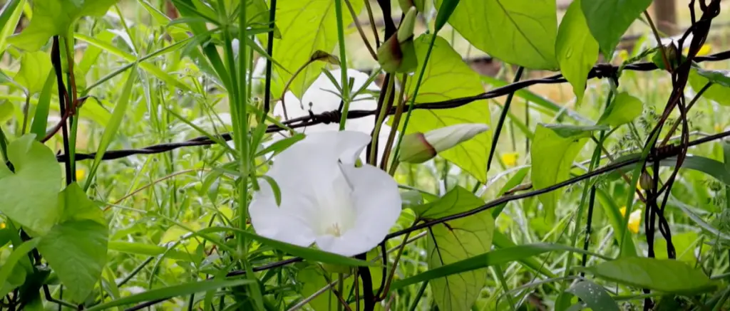 What is a Bindweed and Why is It a Problem