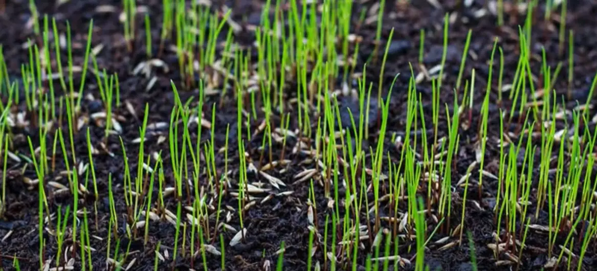 How to Kill Orchard Grass in Your Lawn? Grass Killer