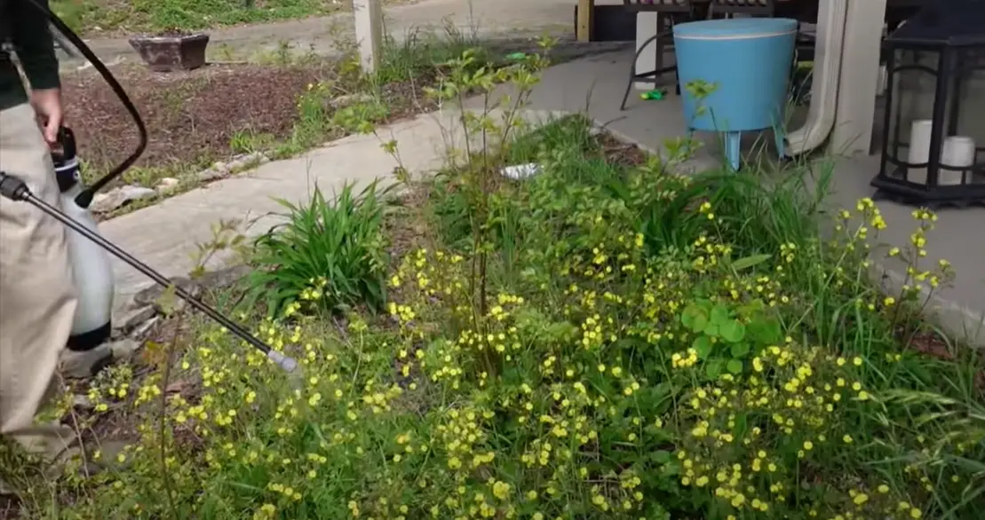 How to Kill Water Grass? - Grass Killer