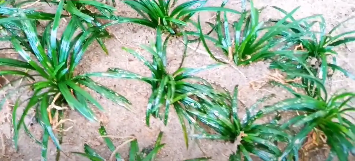 How to Kill Monkey Grass? Grass Killer