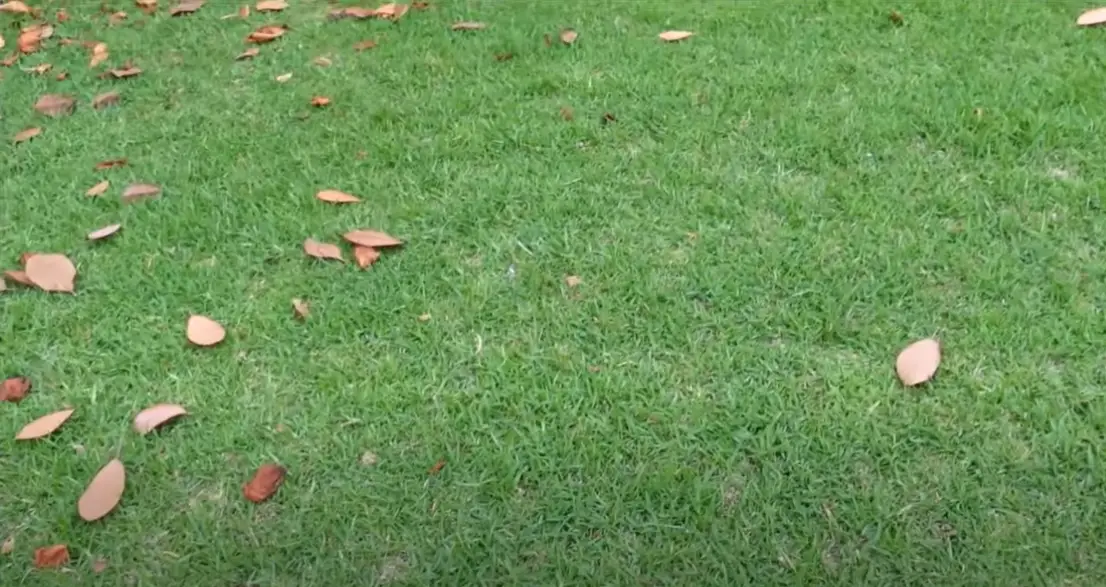 How to Kill Clover in St. Augustine Grass? - Grass Killer