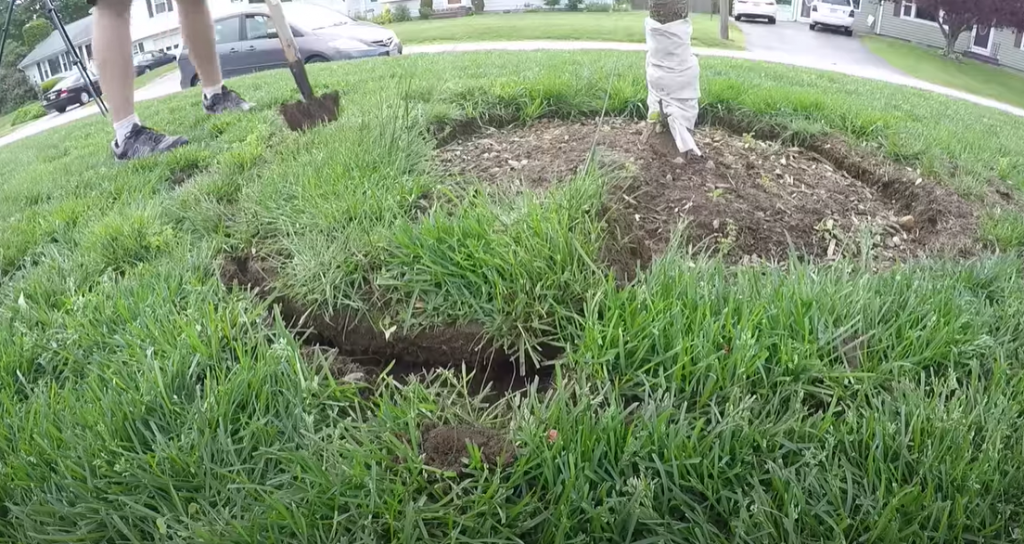 Why Dealing With Grass Around Trees
