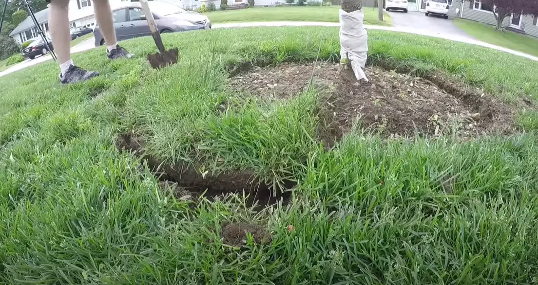 How to Kill Grass Around Trees? Grass Killer