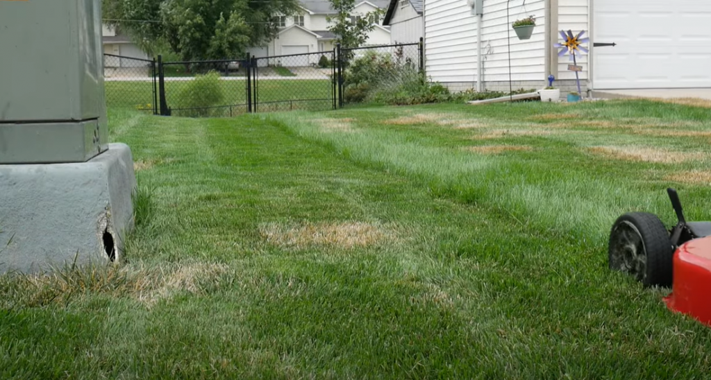 Why do people not like tall fescue?
