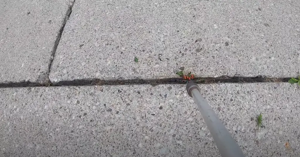 Why Does Grass Grow in Sidewalk Cracks