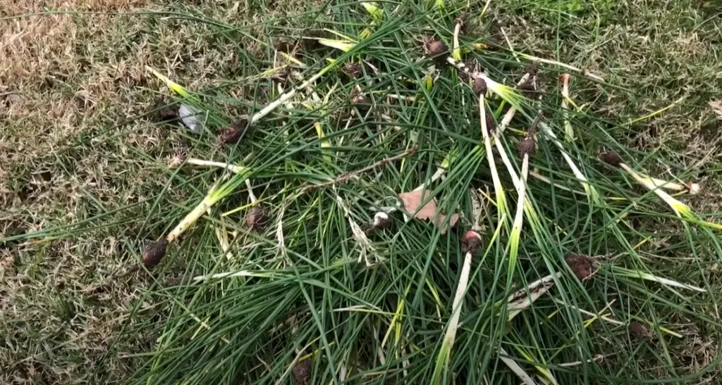 Will boiling water kill onion grass?