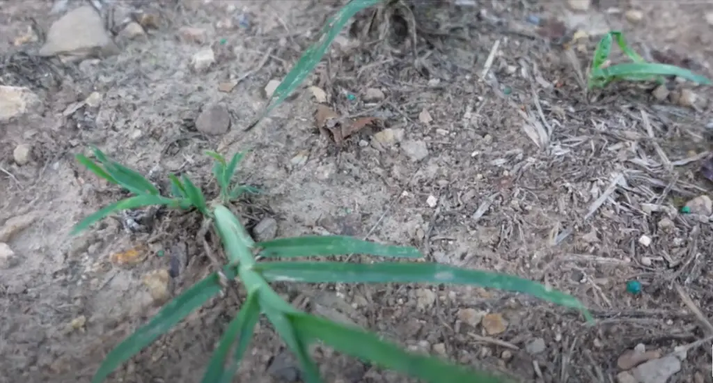 Will Celsius kill goosegrass?