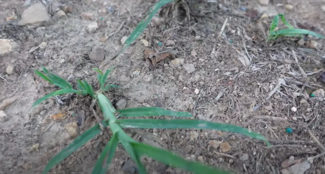 Goosegrass Control Methods How to Kill Goose Grass? - Grass Killer