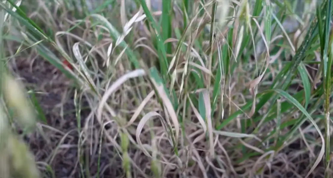 How to Kill Water Grass? Grass Killer