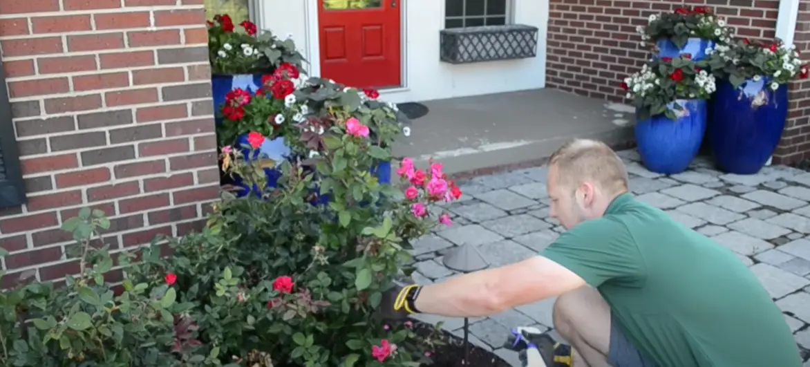 How to Kill Rose Bushes? Grass Killer