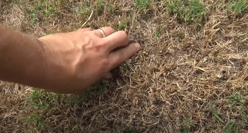 Bermuda Grass Versus Fescue