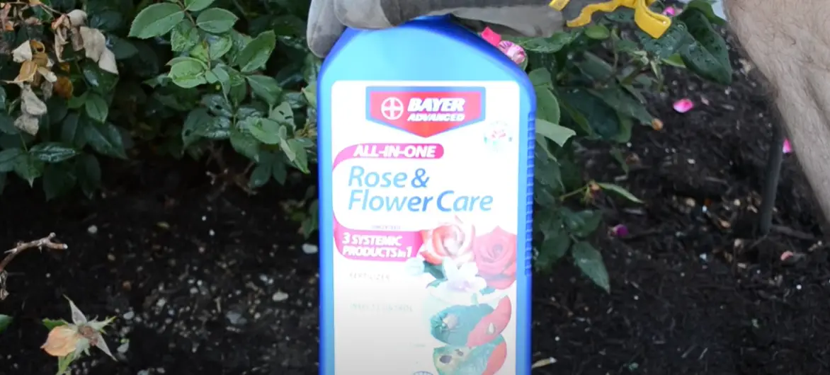 How to Kill Rose Bushes? Grass Killer