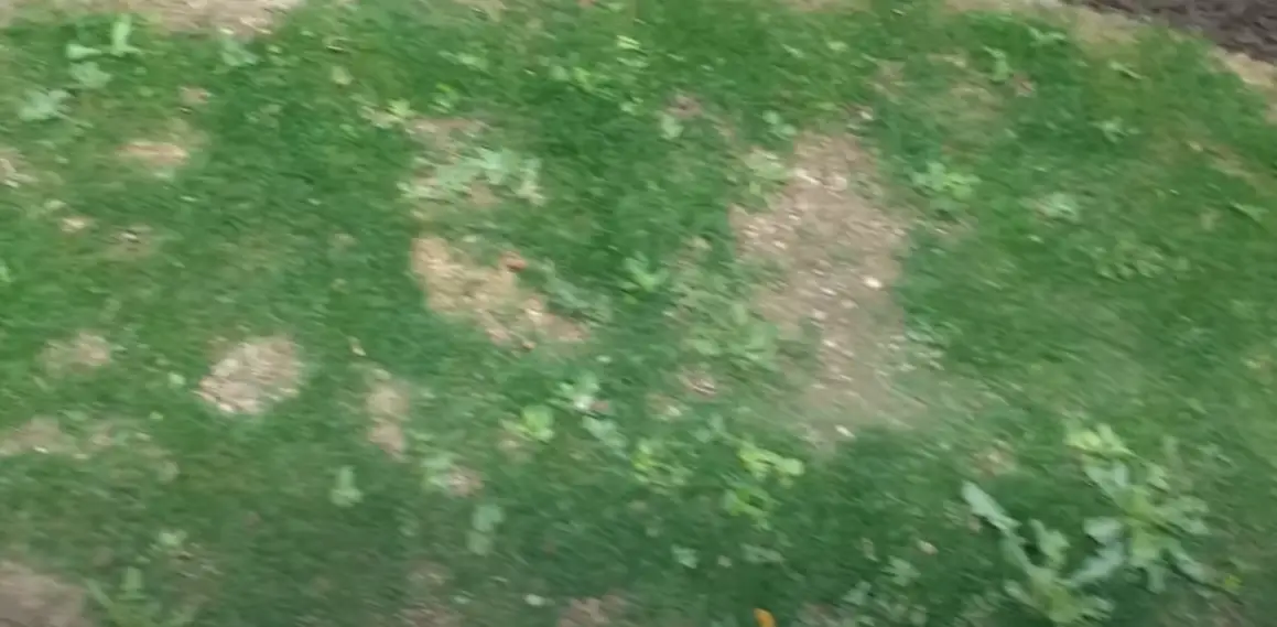 Can You Put Weed and Feed on New Grass Seed? Grass Killer